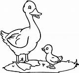 Netart Ducks sketch template