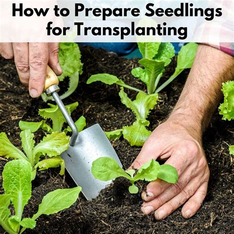 prepare seedlings  transplanting  time family