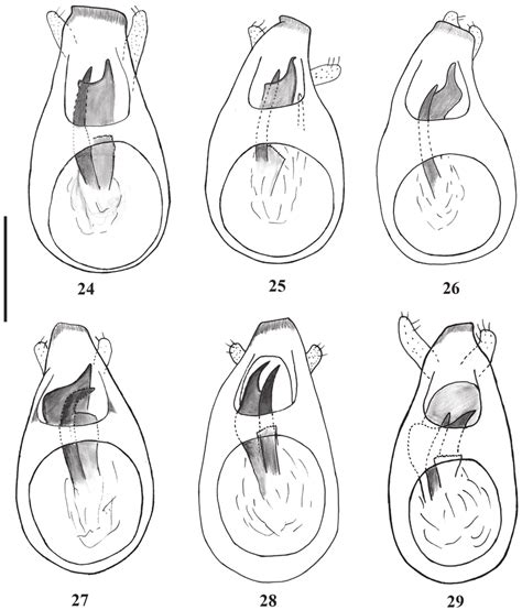 aedeagi of lasinus species dorsal view 24 l yamamotoi 25 l
