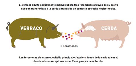 Boarbetter De Vetoquinol Para Mejorar La Detección Del Celo En Porcino