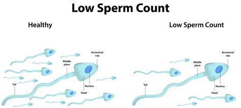 male infertility sperm production increase new porn