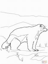Coloring Pages Animals Antarctic Popular Wolverine Coloringhome sketch template