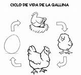 Ciclo Vital Gallina Verbos Verbo sketch template