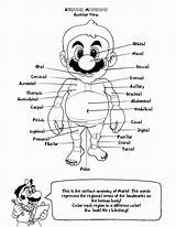 Anatomy Coloring Pages Human Heart Kids Book Printable Anatomical Mario Physiology Colouring Bootleg Clipart Adults Books Dr Body School Color sketch template
