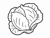Cabbage Colorear Riscos Desenho Repollo Foodhero sketch template