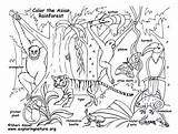 Rainforest Habitats Animals Biomes Exploringnature Birds Habitat Forest Rainforests Ecosystem Safari Clases Southeast Pinu Zdroj sketch template
