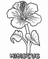 Hibiscus Kolorowanka Hibiskus Kolorowanki Kwiaty Marigold Kwiat Wydruku Topcoloringpages Kwiatuszek Sheet Darmowe Druku sketch template