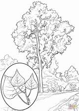 Coloring Cottonwood Trees Pages Eastern Drawing Printable Designlooter Click 86kb 1440px 1020 Drawings sketch template