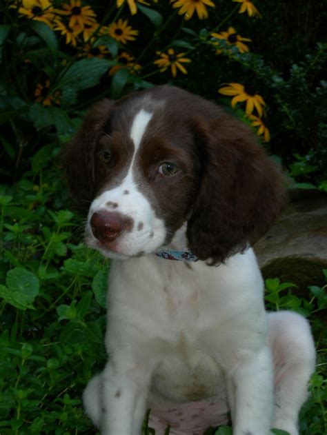love  brittany spaniel images  pinterest brittany