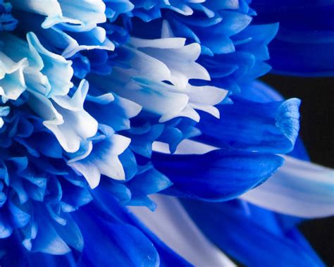 free download royal blue flowers hd wallpapers top free royal blue