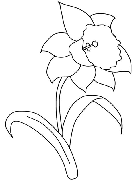daffodil flower coloring page  getcoloringscom  printable