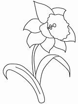 Daffodil Coloring Flower Pages Printable Color Print Getcolorings sketch template