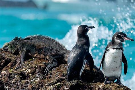 galapagos islands animals wildlife bucket list ecuador travel