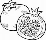 Pomegranate Anar Melograno Fruits sketch template