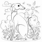 Greyhound Supercoloring sketch template