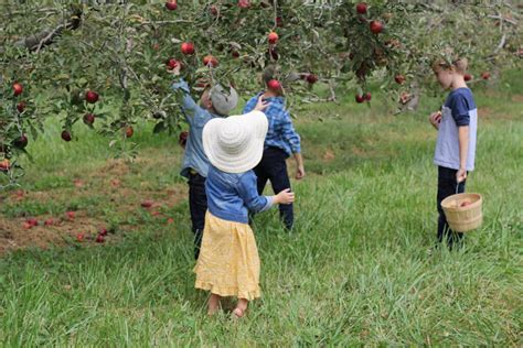 apple picking  centennial farms raising roberts