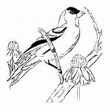 Goldfinch Coloring Thrasher sketch template