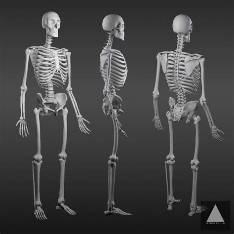 human anatomy  skeleton sockel  adrian azadvaten cgi