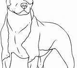 Border Collie Coloring Pages Dog Getcolorings Getdrawings sketch template
