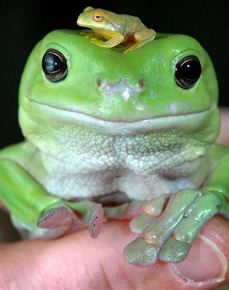 17 Best Images About Frogs On Pinterest White Trees