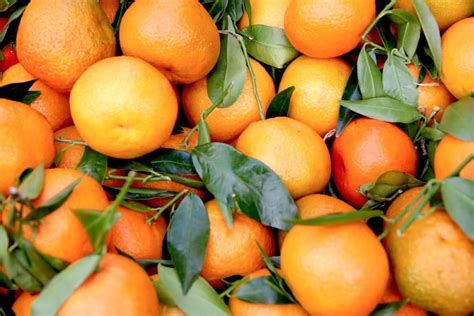 oranges  mandarins whats  difference foods guy