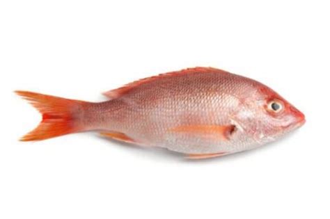 caribbean red snapper netuno usa seafood wholesale