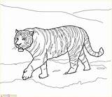 Mewarnai Harimau Tigre Hewan Langkah Colorear Marimewarnai Tigers Amur Zum Langka Binatang Ausmalen Paud Siberiana Tigres Siberiano Siberian Sibirischer Kataucap sketch template