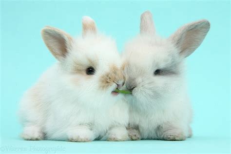 cute baby bunnies  blue background photo wp