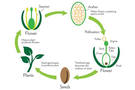 part 3 plant reproduction dōterra essential oils
