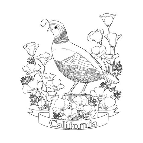 california quail coloring pages  getcoloringscom  printable