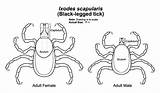 Tick Ticks Ixodes Insects Purdue Species Legged Entm Unfed sketch template