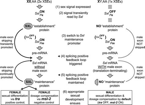 molecular steps in the control of drosophila sex determination by sxl