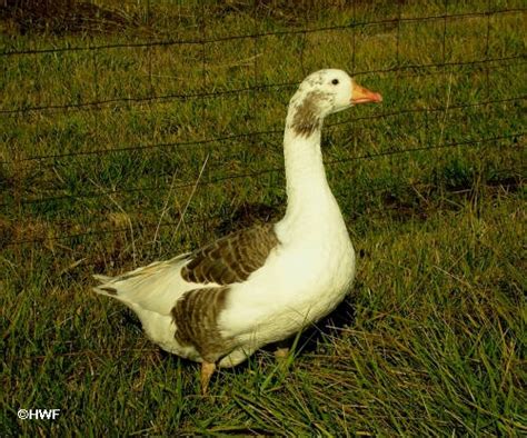 shetland geese