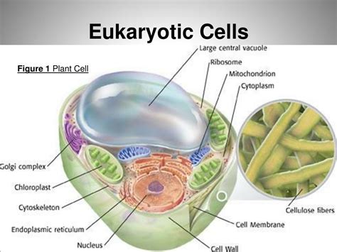 eukaryotic cells powerpoint    id