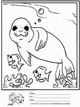 Nashorn Forstergallery Inspirierend Quiver Seals Toddlers Kreuz Wattenmeer Fish Arctic Findelkind Halloween Bubakids Malvorlagen Malvorlage sketch template