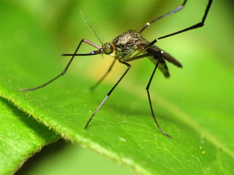 west nile virus prevention requires   spraying  adult