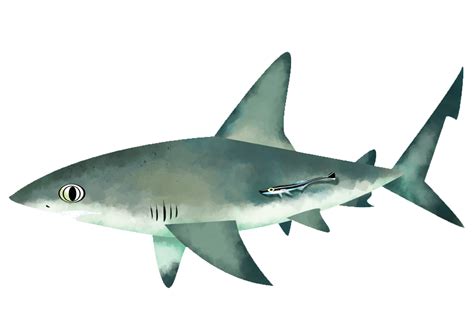caribbean reef shark save  seas foundation