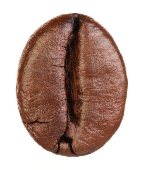 single coffee bean stock  pictures royalty  images istock