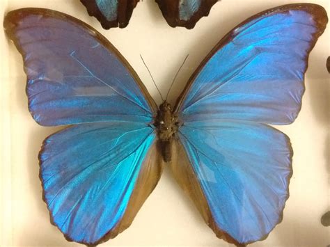 blue morpho butterfly  warwickshire museums collections