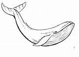 Whale Coloring Pages Killer Kids Orca Getdrawings sketch template