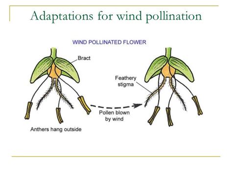 Pin On Pollination Images