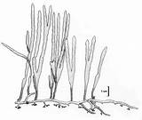 Caulerpa South Drawing Filiformis Seaweeds Coast African Reproduced 1997 Et Al sketch template