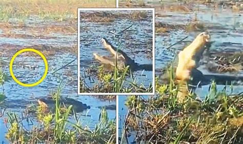 florida alligator snatches drone  mid air  cries  dont eat  pictures