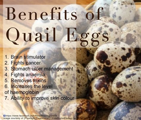 Quail Eggs Quail Eggs Benefits Egg Benefits