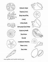 Coloring Pages Seashell Shells Seashells Sea Beach Shell Identification Sheets Crafts Shape Names Worksheet Ocean Popular Drawing Coloringhome Comments Kids sketch template