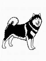 Hund Hunde Alaskan Malamute Malvorlagen Malvorlage Herunterladen sketch template