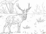 Coloring Pages Elk Printable Mountain Rocky Caribou Adults Kids Deer Color Clipart Colorings Getcolorings Moose Sheet Print Animal Popular Sketch sketch template