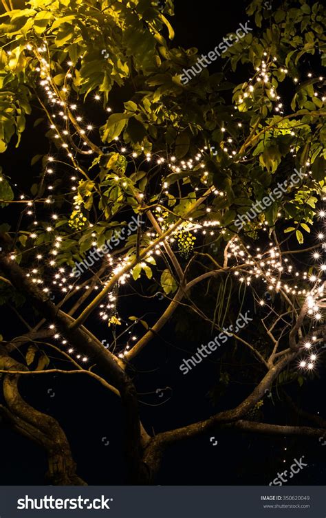 led light  tree  holidays night tree lighting holiday nights