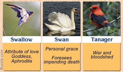 swallow swan tanager animal spirit guides animal medicine    bird