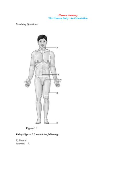 human anatomy  human body  orientation matching